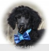 A photo of Sunridge Unforgettable Dreamz of Paris, a blue standard poodle