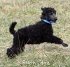 A photo of Sunridge Unforgettable Dreamz of Paris, a blue standard poodle