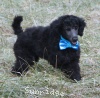 A photo of Sunridge Unforgettable Dreamz of Paris, a blue standard poodle