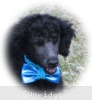 A photo of Sunridge Unforgettable Dreamz of Paris, a blue standard poodle