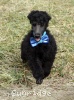 A photo of Sunridge Unforgettable Dreamz of Paris, a blue standard poodle