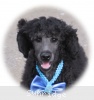 A photo of Sunridge Unforgettable Dreamz of Paris, a blue standard poodle