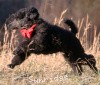 A photo of Sunridge Believe It Or Not, a blue standard poodle