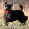 A photo of Sunridge Believe It Or Not, a blue standard poodle