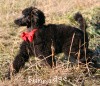 A photo of Sunridge Believe It Or Not, a blue standard poodle