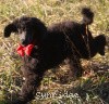 A photo of Sunridge Believe It Or Not, a blue standard poodle