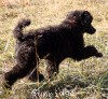 A photo of Sunridge Believe It Or Not, a blue standard poodle