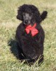 A photo of Sunridge Believe It Or Not, a blue standard poodle