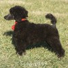 A photo of Sunridge Believe It Or Not, a blue standard poodle