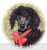 A photo of Sunridge Believe It Or Not, a blue standard poodle