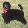 A photo of Sunridge Believe It Or Not, a blue standard poodle