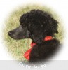 A photo of Sunridge Believe It Or Not, a blue standard poodle