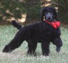 A photo of Sunridge Believe It Or Not, a blue standard poodle