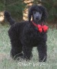 A photo of Sunridge Believe It Or Not, a blue standard poodle