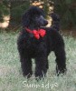 A photo of Sunridge Believe It Or Not, a blue standard poodle