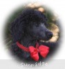 A photo of Sunridge Believe It Or Not, a blue standard poodle