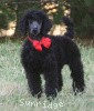 A photo of Sunridge Believe It Or Not, a blue standard poodle