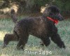 A photo of Sunridge Believe It Or Not, a blue standard poodle