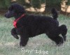 A photo of Sunridge Believe It Or Not, a blue standard poodle