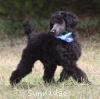 A photo of Sunridge Unforgettable Dreamz of Paris, a blue standard poodle