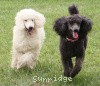 A photo of Sunridge Untouchably Exquisite, a blue standard poodle