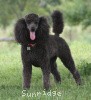 A photo of Sunridge Untouchably Exquisite, a blue standard poodle