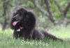 A photo of Sunridge Untouchably Exquisite, a blue standard poodle