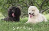 A photo of Sunridge Untouchably Exquisite, a blue standard poodle