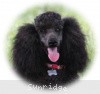 A photo of Sunridge Untouchably Exquisite, a blue standard poodle