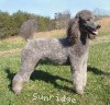 A photo of Sunridge Warrior Princess, a silver standard poodle