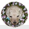 A photo of Sunridge Kiss of My Dreamz, a white standard poodle