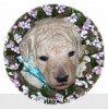 A photo of Sunridge Kiss of My Dreamz, a white standard poodle