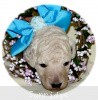 A photo of Sunridge Kiss of My Dreamz, a white standard poodle