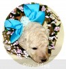 A photo of Sunridge Kiss of My Dreamz, a white standard poodle