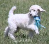 A photo of Sunridge Kiss of My Dreamz, a white standard poodle