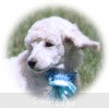 A photo of Sunridge Kiss of My Dreamz, a white standard poodle