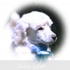 A photo of Sunridge Kiss of My Dreamz, a white standard poodle