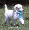 A photo of Sunridge Kiss of My Dreamz, a white standard poodle