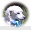 A photo of Sunridge Kiss of My Dreamz, a white standard poodle