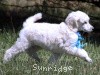 A photo of Sunridge Kiss of My Dreamz, a white standard poodle