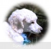 A photo of Sunridge Kiss of My Dreamz, a white standard poodle