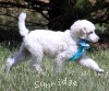 A photo of Sunridge Kiss of My Dreamz, a white standard poodle