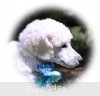 A photo of Sunridge Kiss of My Dreamz, a white standard poodle