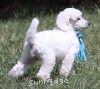 A photo of Sunridge Kiss of My Dreamz, a white standard poodle