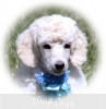 A photo of Sunridge Kiss of My Dreamz, a white standard poodle