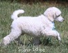 A photo of Sunridge Kiss of My Dreamz, a white standard poodle