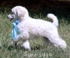 A photo of Sunridge Kiss of My Dreamz, a white standard poodle