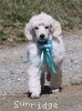 A photo of Sunridge Kiss of My Dreamz, a white standard poodle