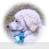 A photo of Sunridge Kiss of My Dreamz, a white standard poodle