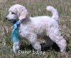 A photo of Sunridge Kiss of My Dreamz, a white standard poodle